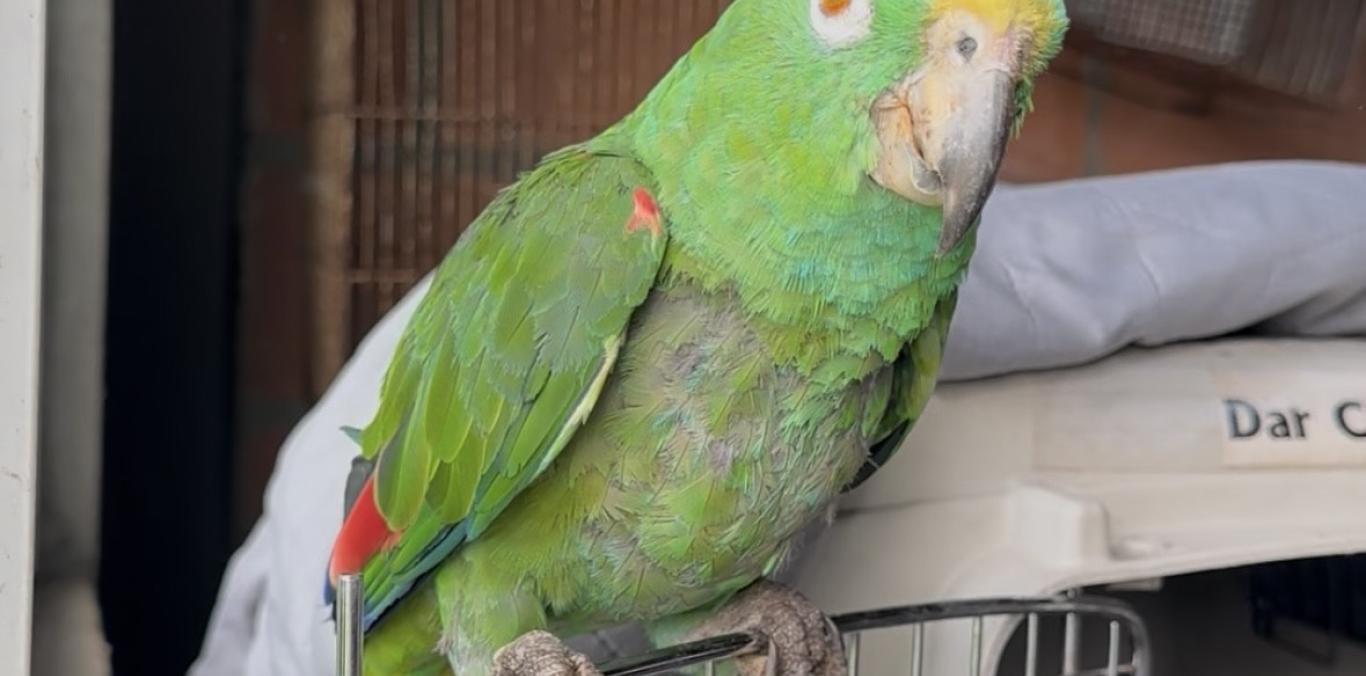 TRAS TREINTA AÑOS EN CAUTIVERIO, UN LORO VUELVE A TENER ESPERANZA DE LIBERTAD