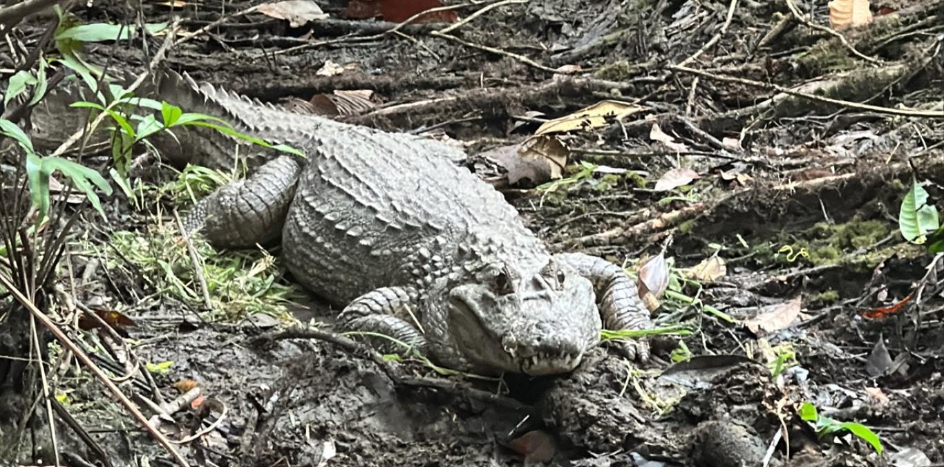 UN REGRESO TRIUNFAL: BABILLAS, TORTUGAS Y SERPIENTES RECUPERAN LA LIBERTAD EN BUENAVENTURA