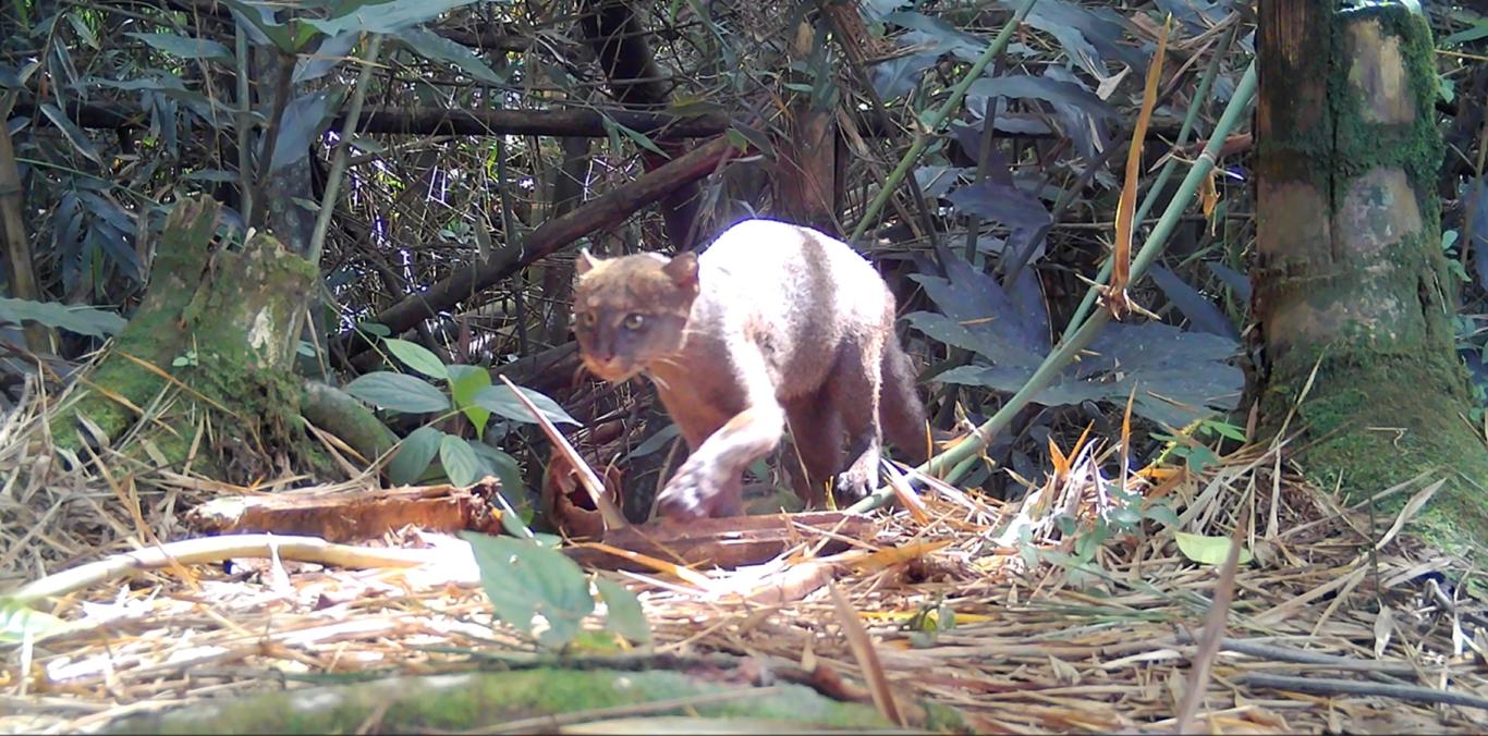 DESCUBREN ESPECIES AMENAZADAS EN CENTRO DE EDUCACION AMBIENTAL 