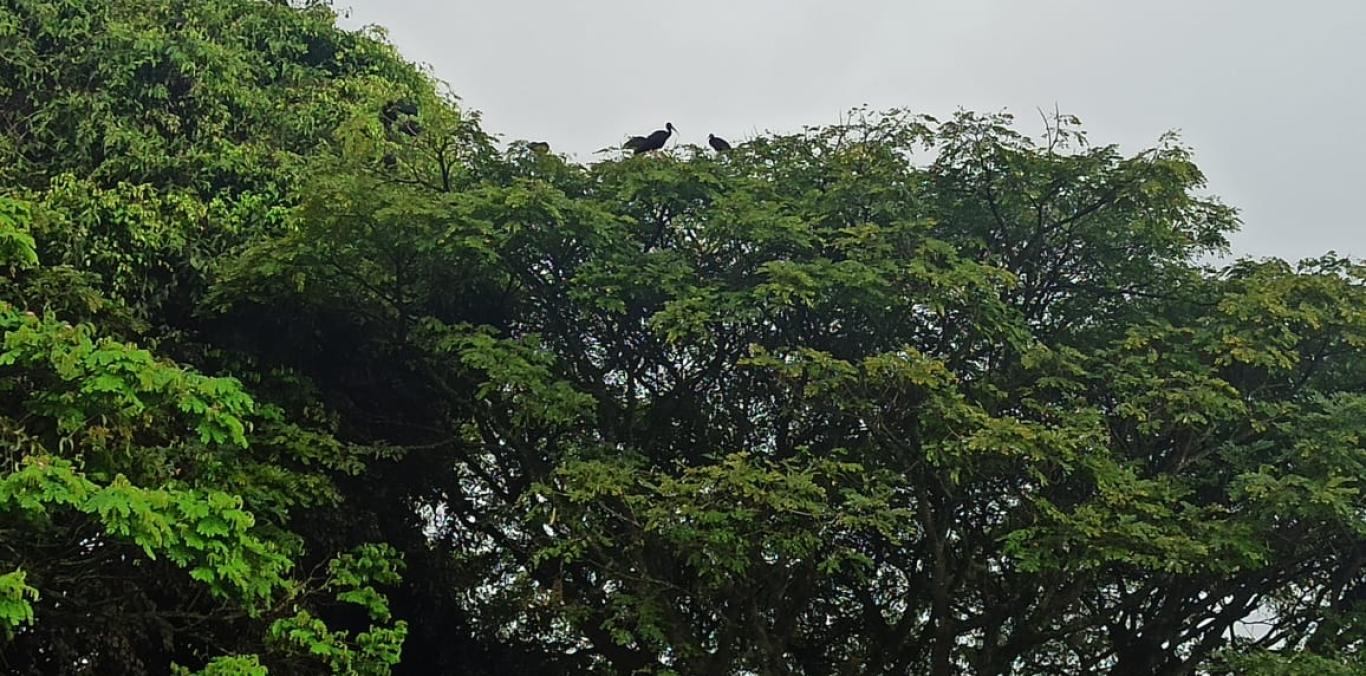 TRES MESES DE ESPERANZA PARA LOS IBIS COQUITO,TRAS PLAN DE REUBICACIÓN EN BUGA