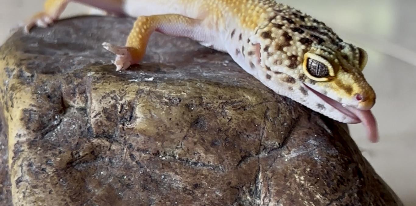 EL GECKO LEOPARDO Y EL ERROR COMÚN DE QUERERLO COMO MASCOTA