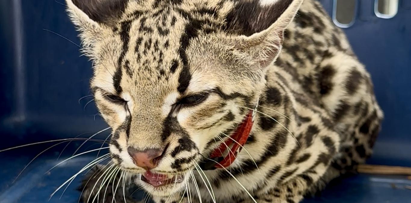 TIGRILLO USADO COMO MASCOTA ESCAPA Y APARECE EN VIVIENDA EN EL VALLE DEL CAUCA