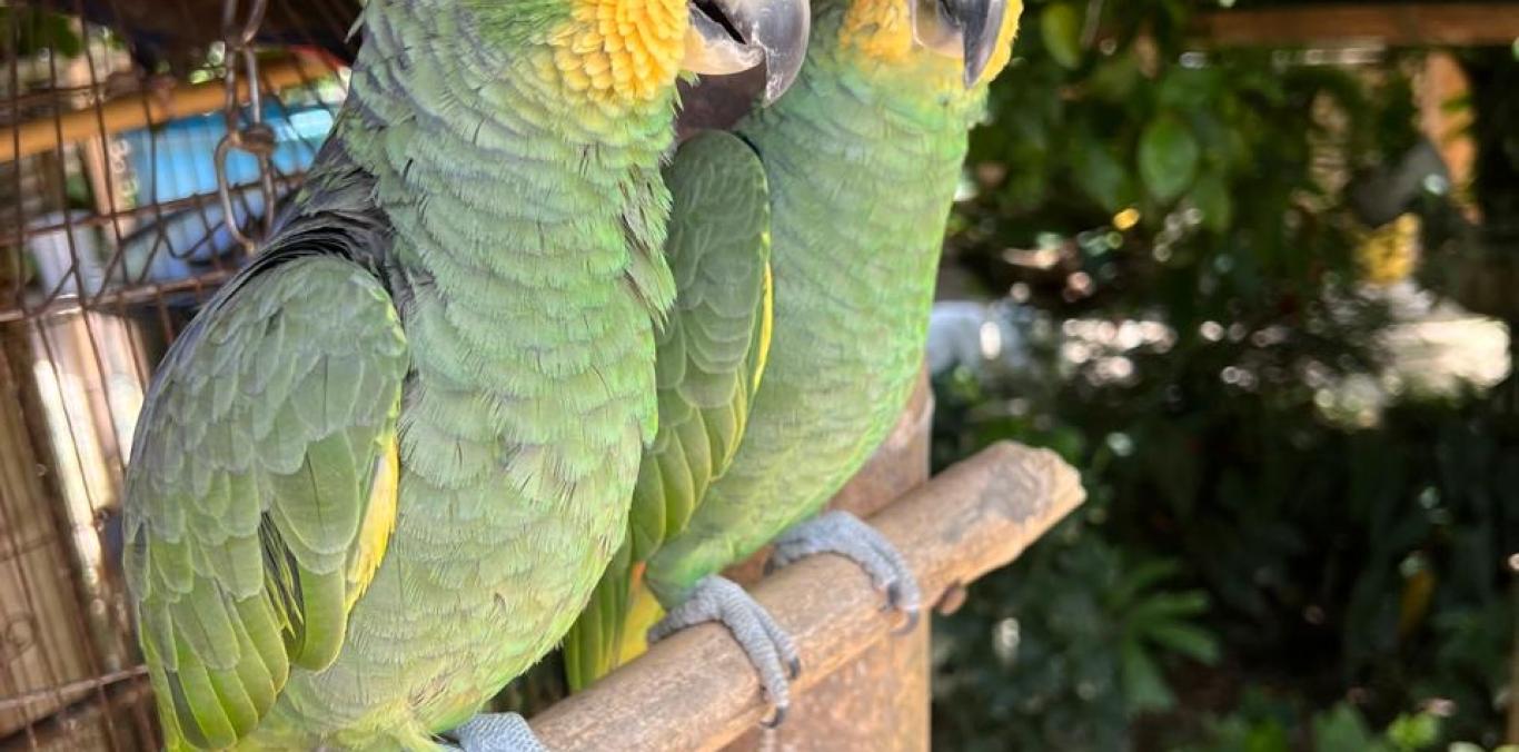 DIEZ AÑOS DESPUÉS, OCHO AVES SILVESTRES INICIAN UN NUEVO CAMINO HACIA LA LIBERTAD