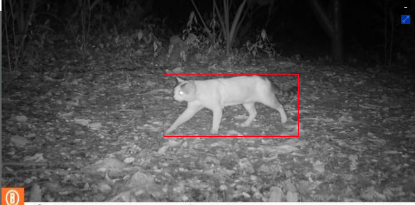 LLAMADO A LA TENENCIA RESPONSABLE DE MASCOTAS, ANTE ATAQUES A FAUNA SILVESTRE