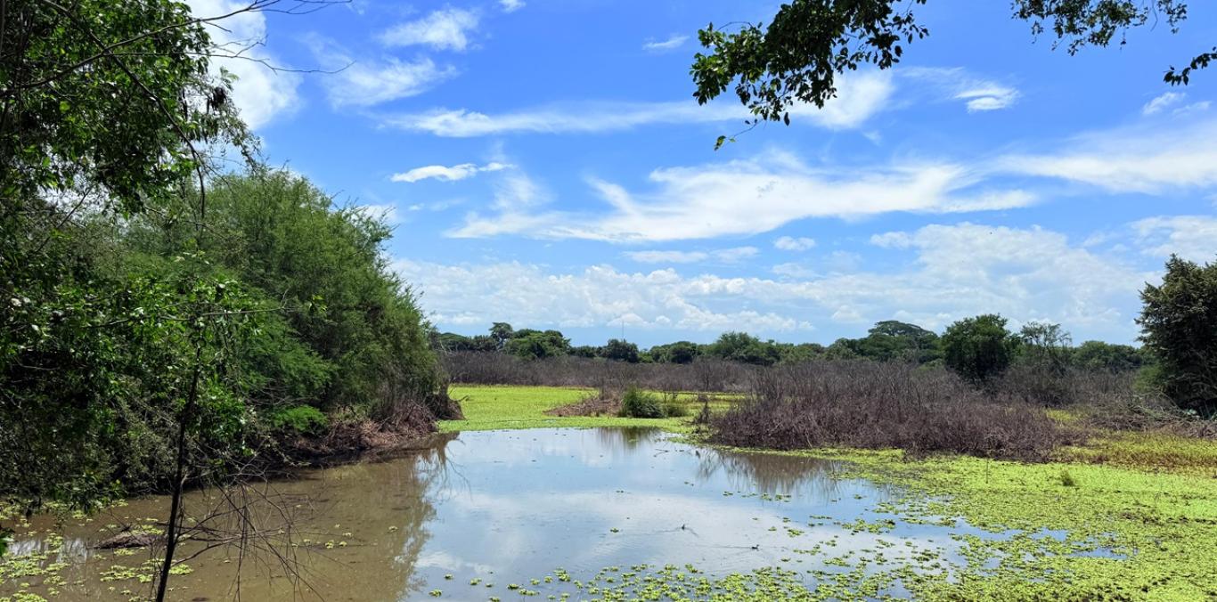 INICIARON LABORES DE LIMPIEZA EN EL HUMEDAL PLATANARES