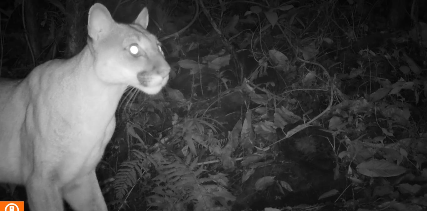 PUMAS, TIGRILLOS Y ZORROS IMÁGENES DE FAUNA QUE REGISTRAN CÁMARAS EN EL VALLE