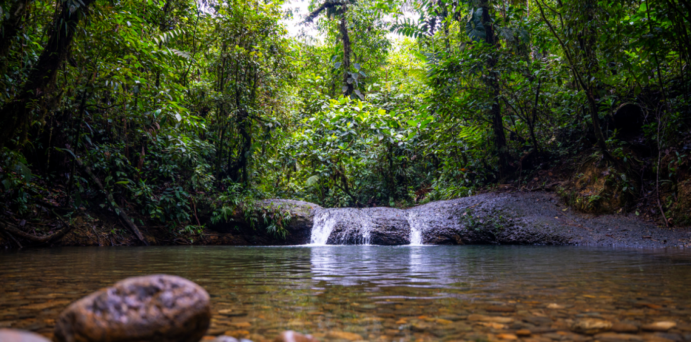 CELEBRA CON NOSOTROS UNA DE LAS MÁS EXITOSAS ESTRATEGIAS DE CONSERVACIÓN
