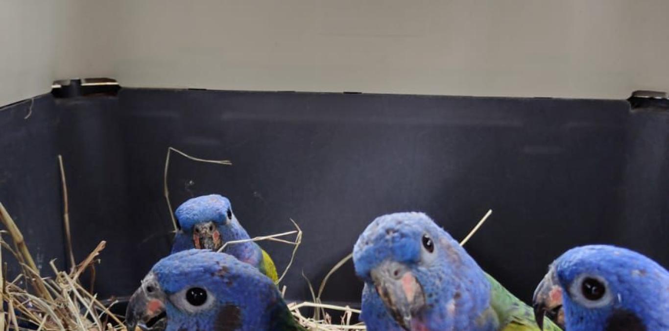 VEINTINUEVE INDIVIDUOS DE FAUNA SILVESTRE FUERON LIBERADOS EN ZONA RURAL DE PALMIRA