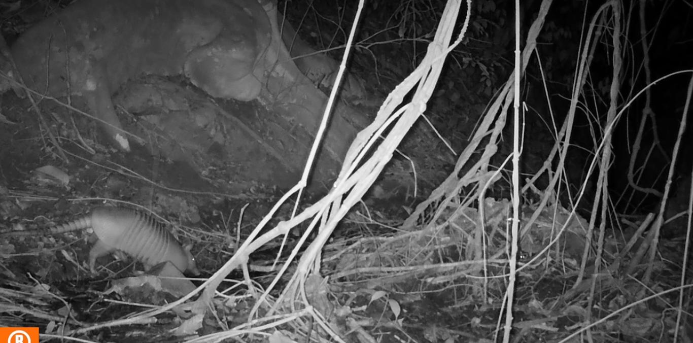 CÁMARAS TRAMPA REVELAN FAUNA SILVESTRE EN ZONA PROTEGIDA DE ATUNCELA