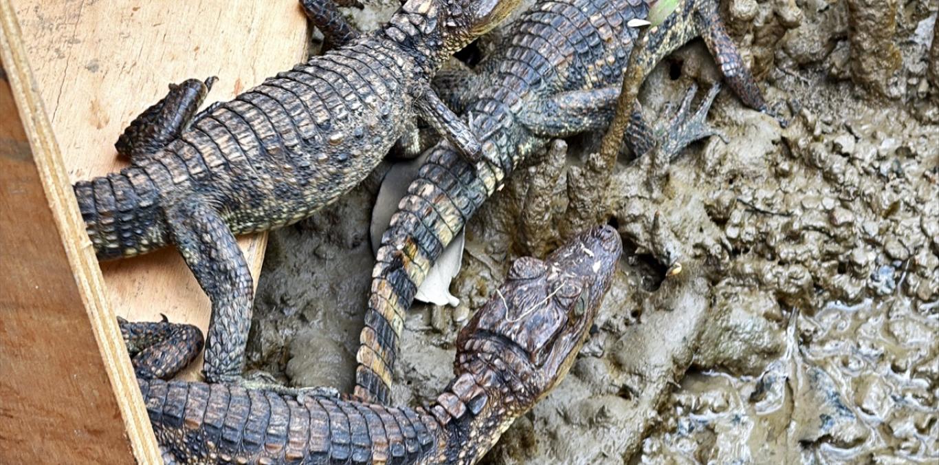 FAUNA SILVESTRE REGRESÓ A LA LIBERTAD EN BUENAVENTURA