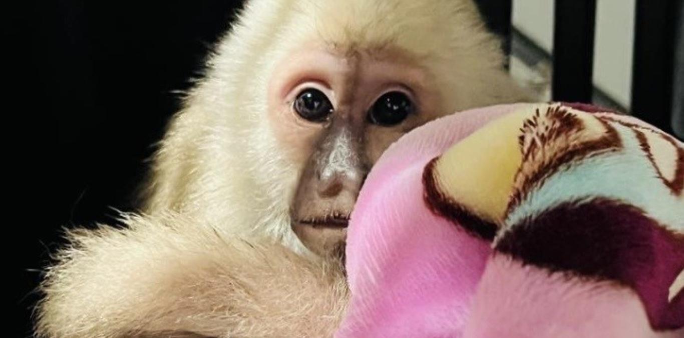 CVC RESCATA A FAUNA SILVESTRE EN EL NORTE DEL VALLE Y HACE UN LLAMADO A SU PROTECCIÓN DURANTE LA TEMPORADA DECEMBRINA