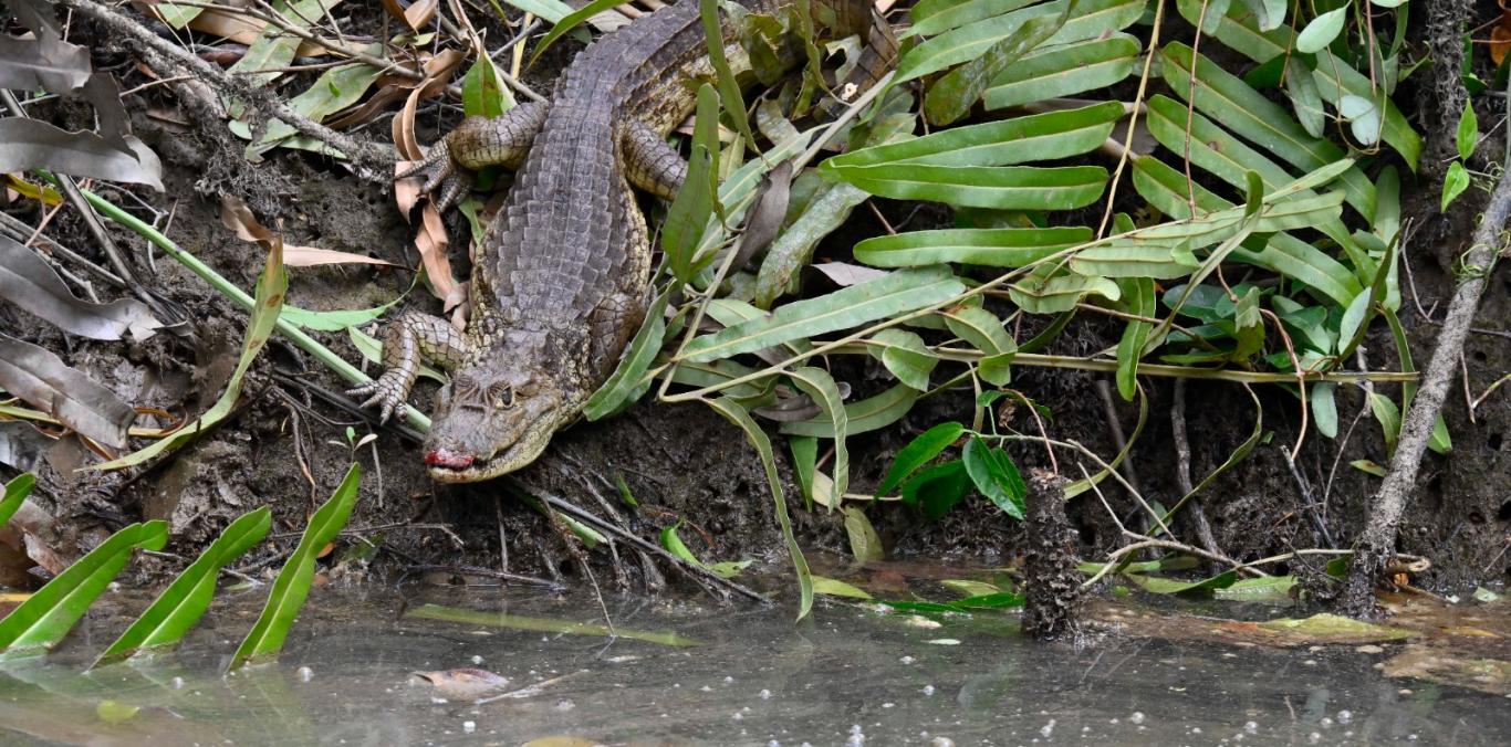 LA CVC CONTINÚA DEVOLVIENDO VIDA SILVESTRE A SU HÁBITAT NATURAL EN EL VALLE DEL CAUCA