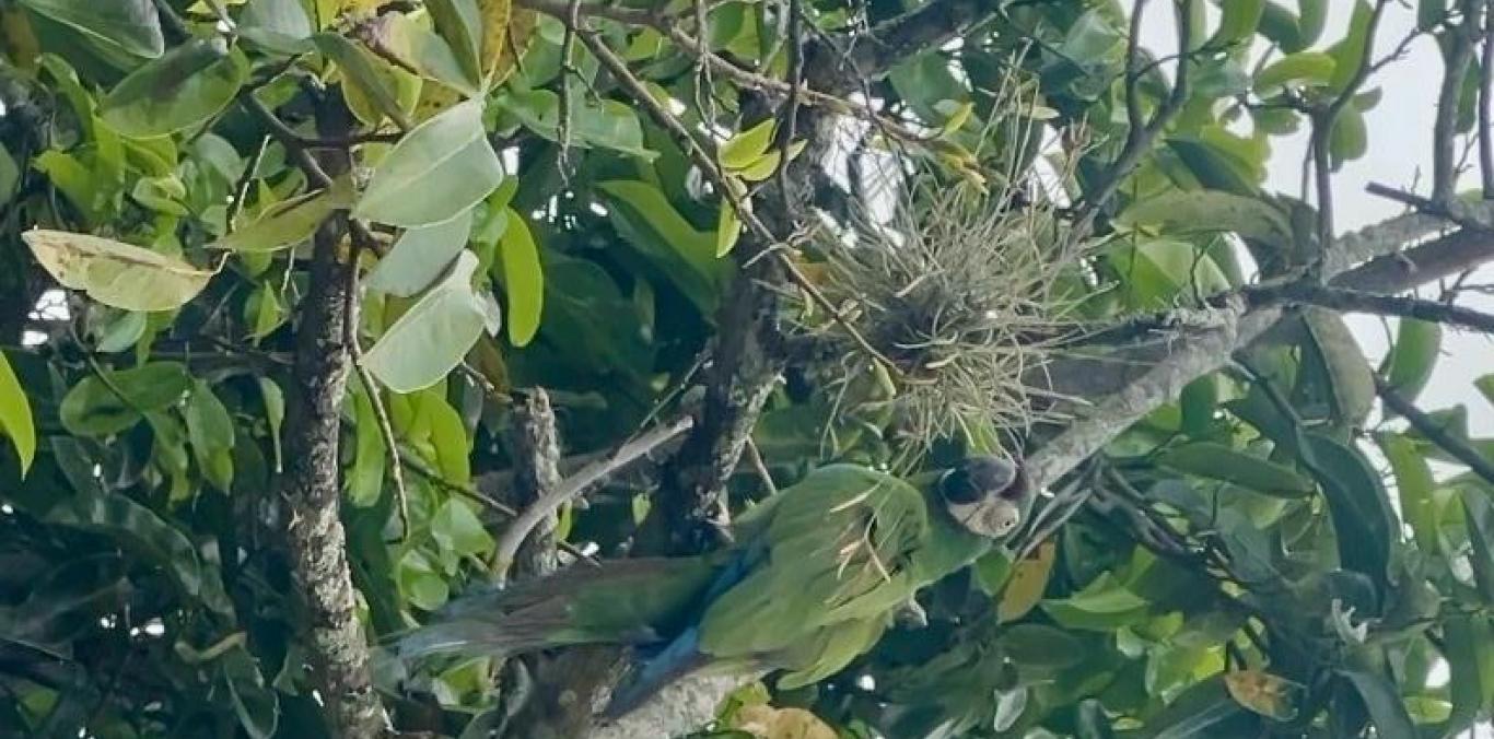 VUELVEN AL BOSQUE: 14 AVES SILVESTRES RECUPERAN SU LIBERTAD EN EL NORTE DEL VALLE