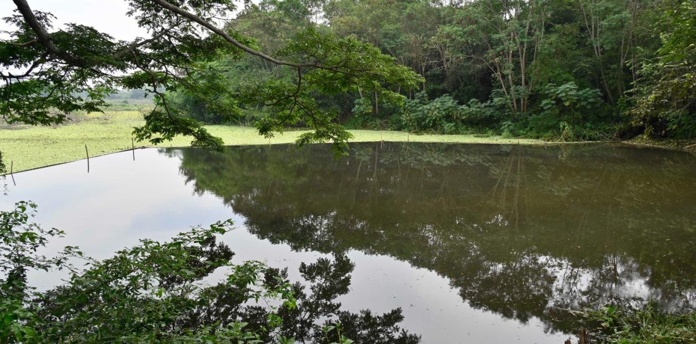PLATANARES, PROTAGONISTA EN LA CELEBRACIÓN DEL DÍA MUNDIAL DE LOS HUMEDALES
