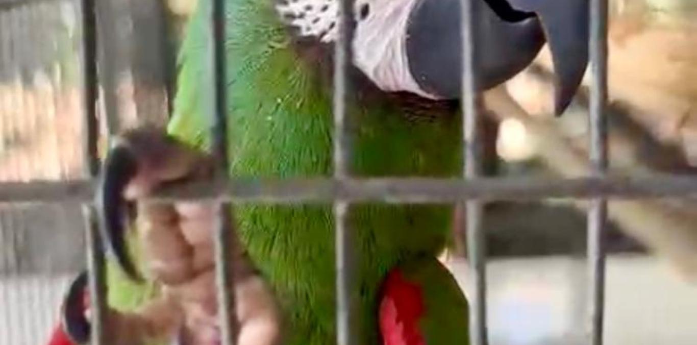 ¡DE NO CREER! AVE FUE HALLADA EN JAULA CON CANDADO EN BUGA