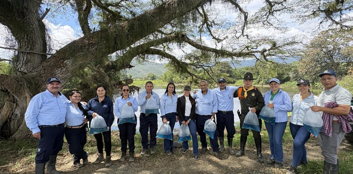 15.000 ALEVINOS DE BOCACHICO FUERON SEMBRADOS EN HUMEDALES DE BUGALAGRANDE