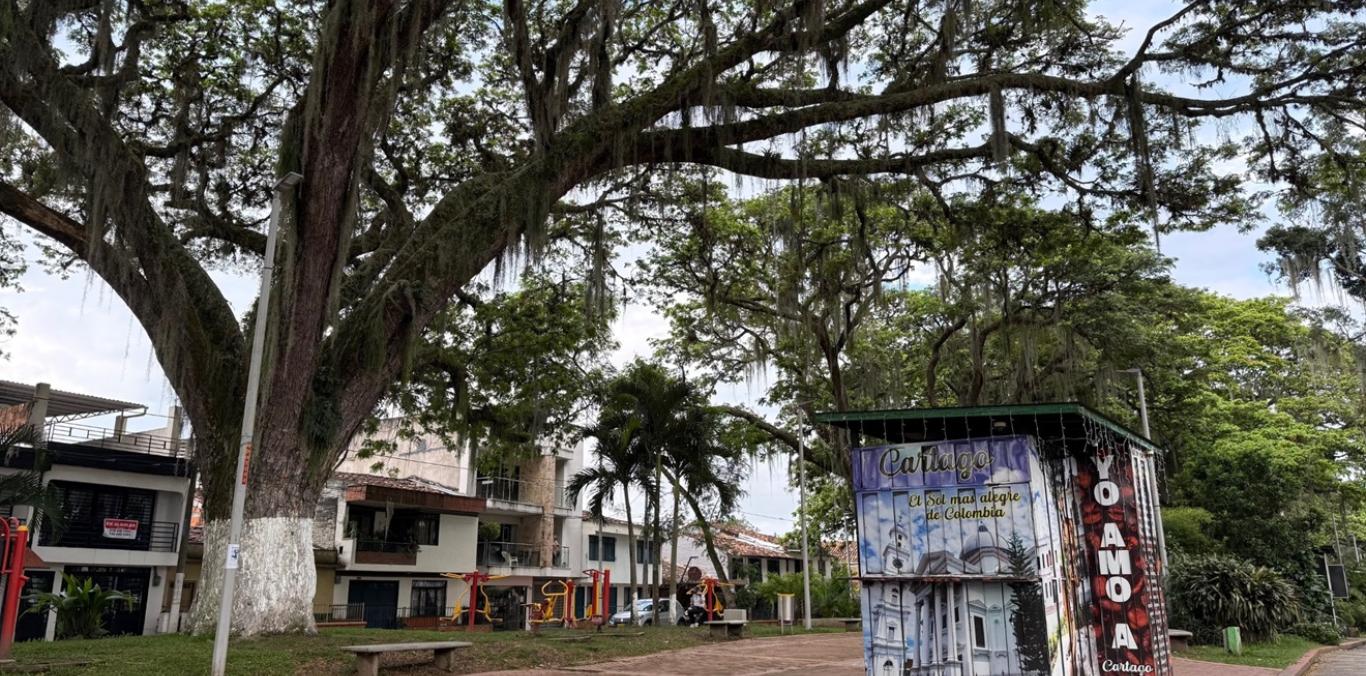 ÁRBOLES SEGUROS Y SANOS: ASÍ AVANZA EL MANTENIMIENTO DEL ARBOLADO URBANO EN CARTAGO 