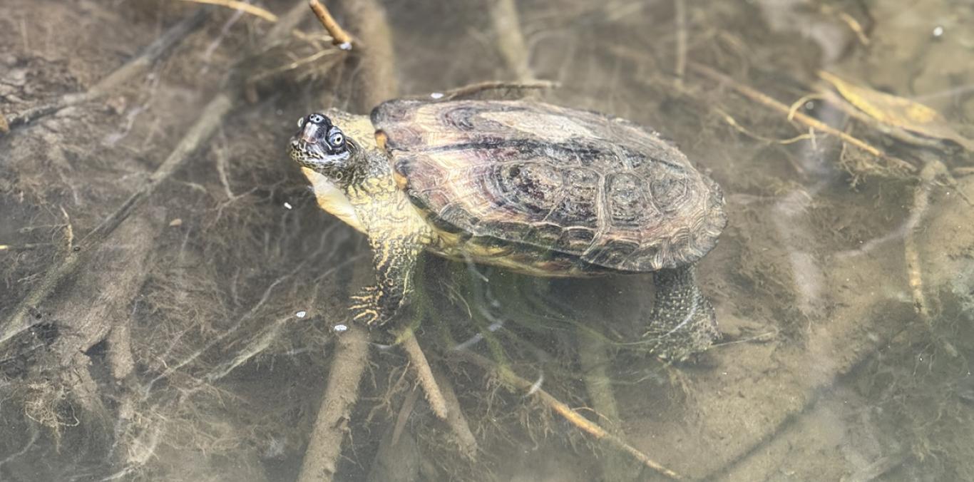 QUE LA SEMANA SANTA NO SEA EL VIACRUCIS PARA LA FAUNA SILVESTRE  