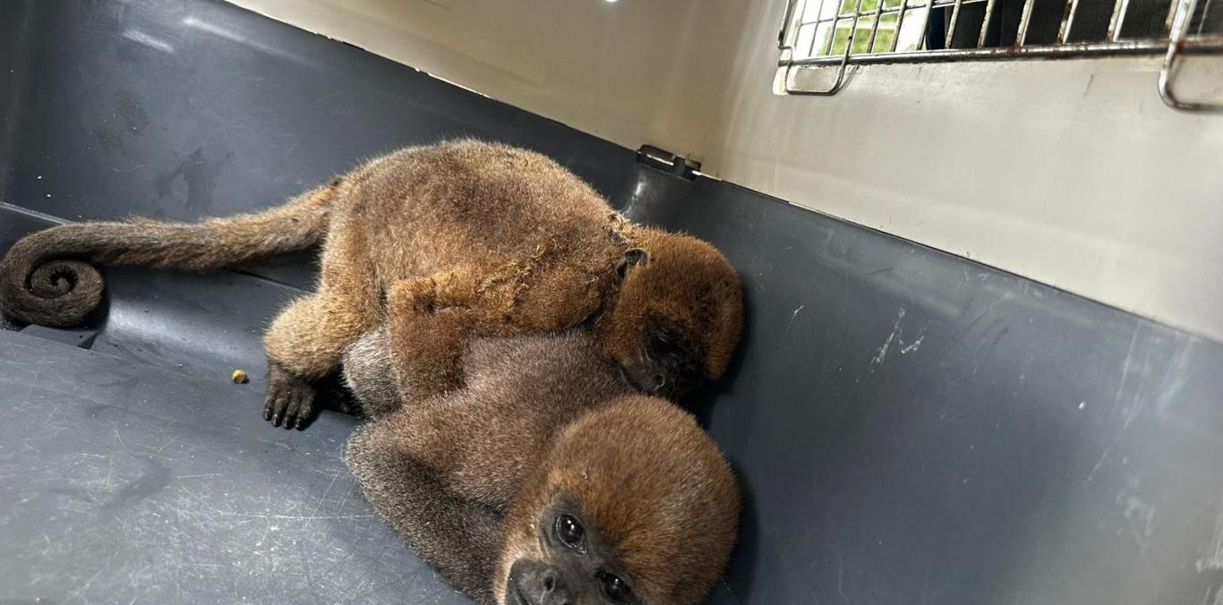 RESCATADOS NUEVE ANIMALES SILVESTRES QUE PERMANECÍAN CAUTIVOS EN CALIMA EL DARIÉN