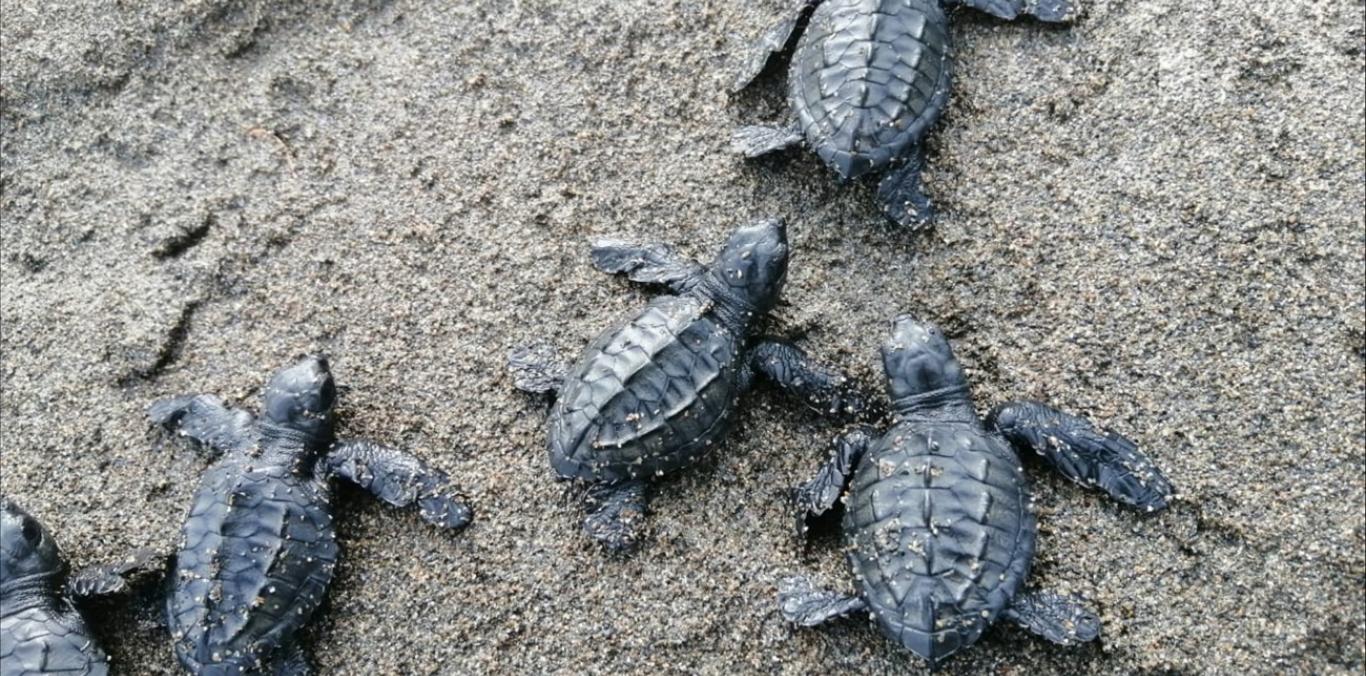 CONOZCA LA GUÍA DE TORTUGAS MARINAS DEL VALLE DEL CAUCA