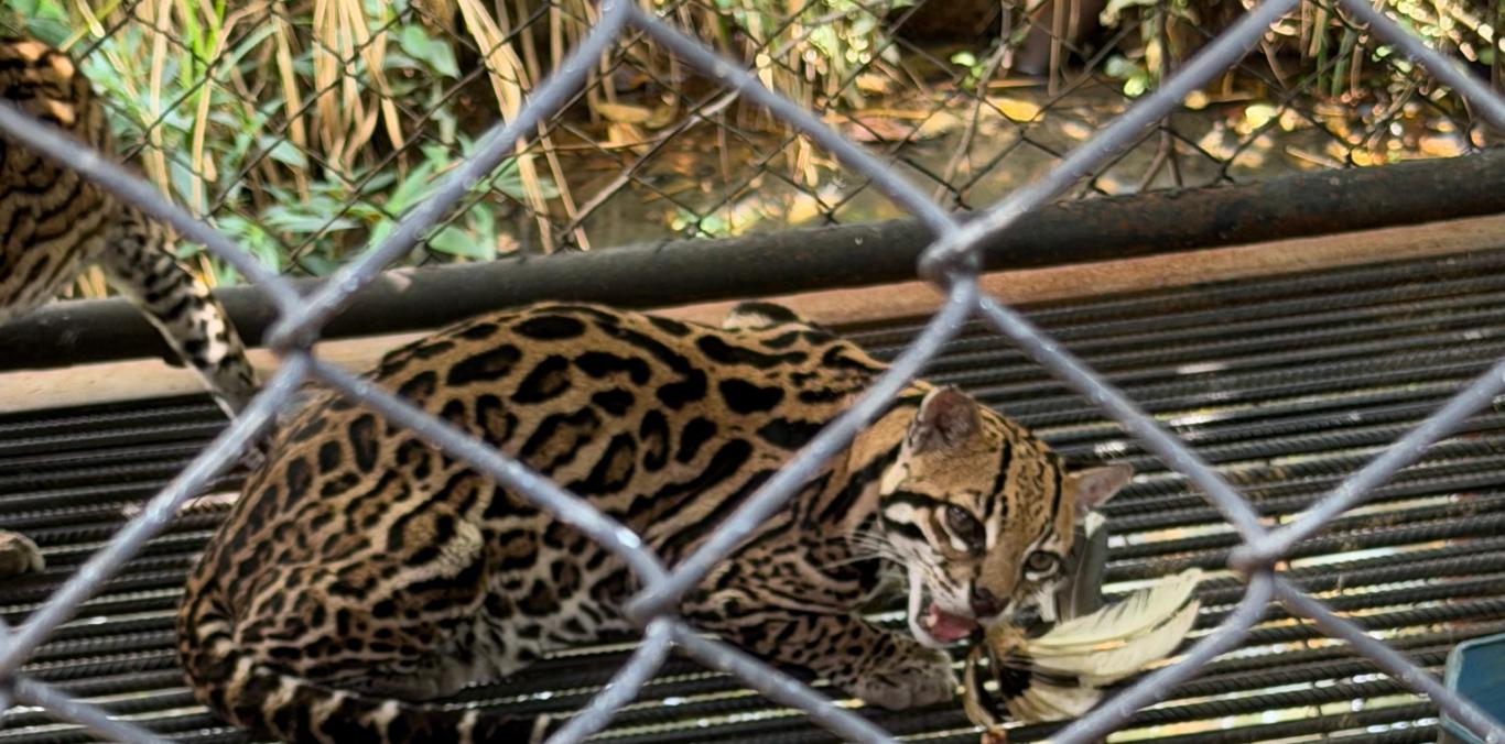 RESCATAN EN JAMUNDÍ DOS OCELOTES HEMBRAS USADAS COMO EXHIBICIÓN