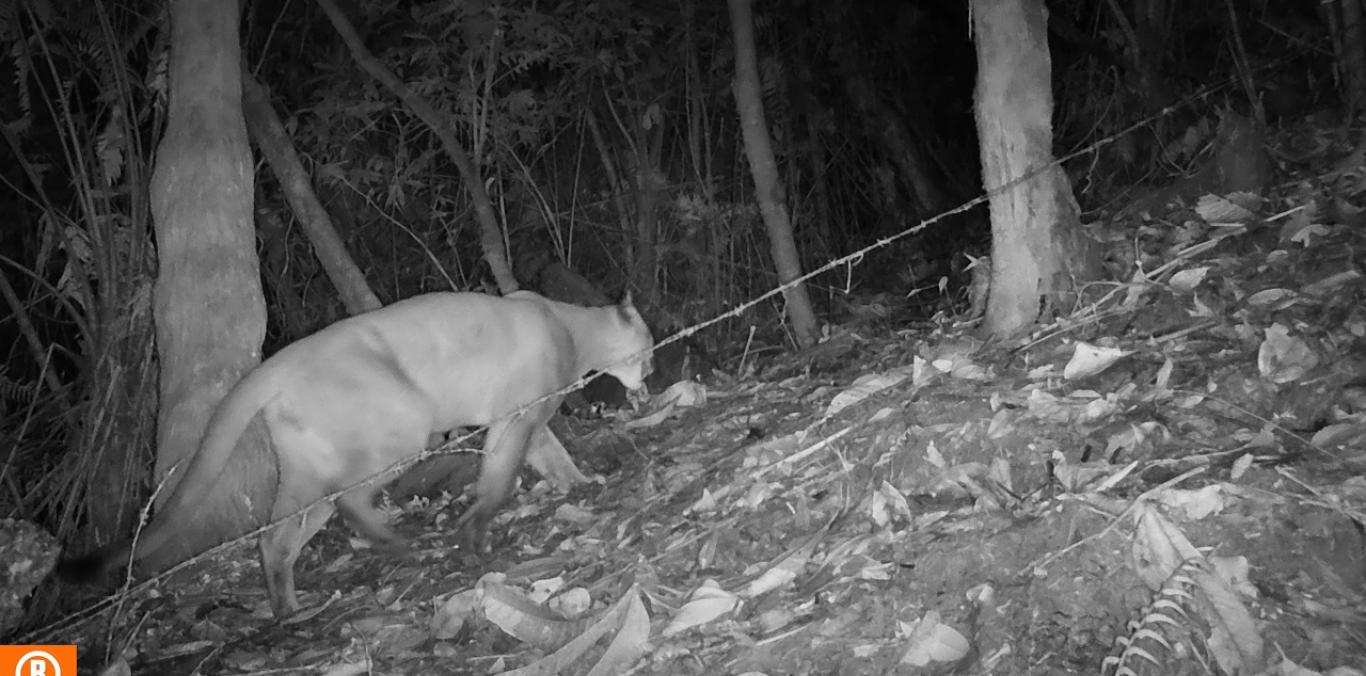 CÁMARAS TRAMPA MUESTRAN LA FAUNA SILVESTRE ESCONDIDA EN LOS BOSQUES DEL PACÍFICO