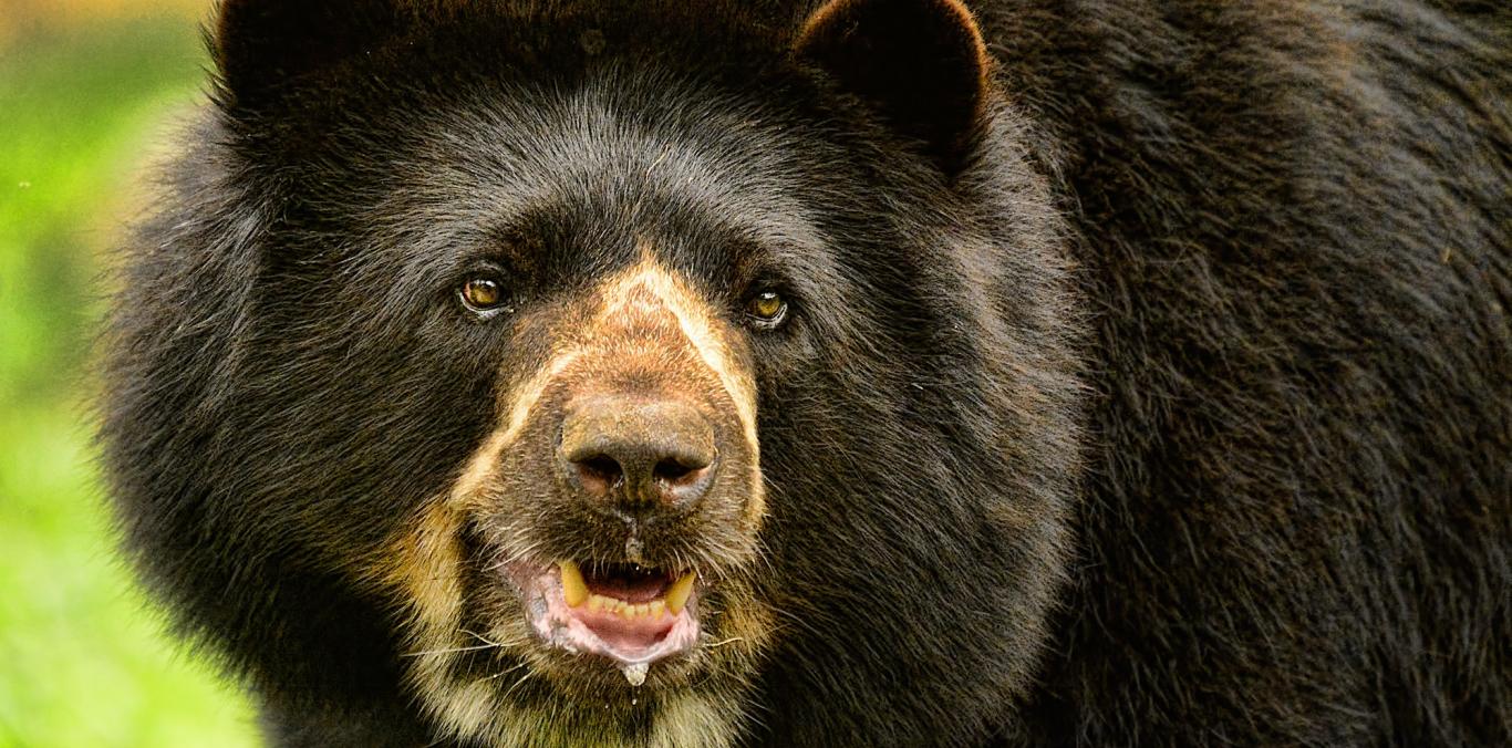 LA CVC HACE UN LLAMADO: CAPTURAR Y REUBICAR OSOS ANDINOS NO ES LA SOLUCIÓN