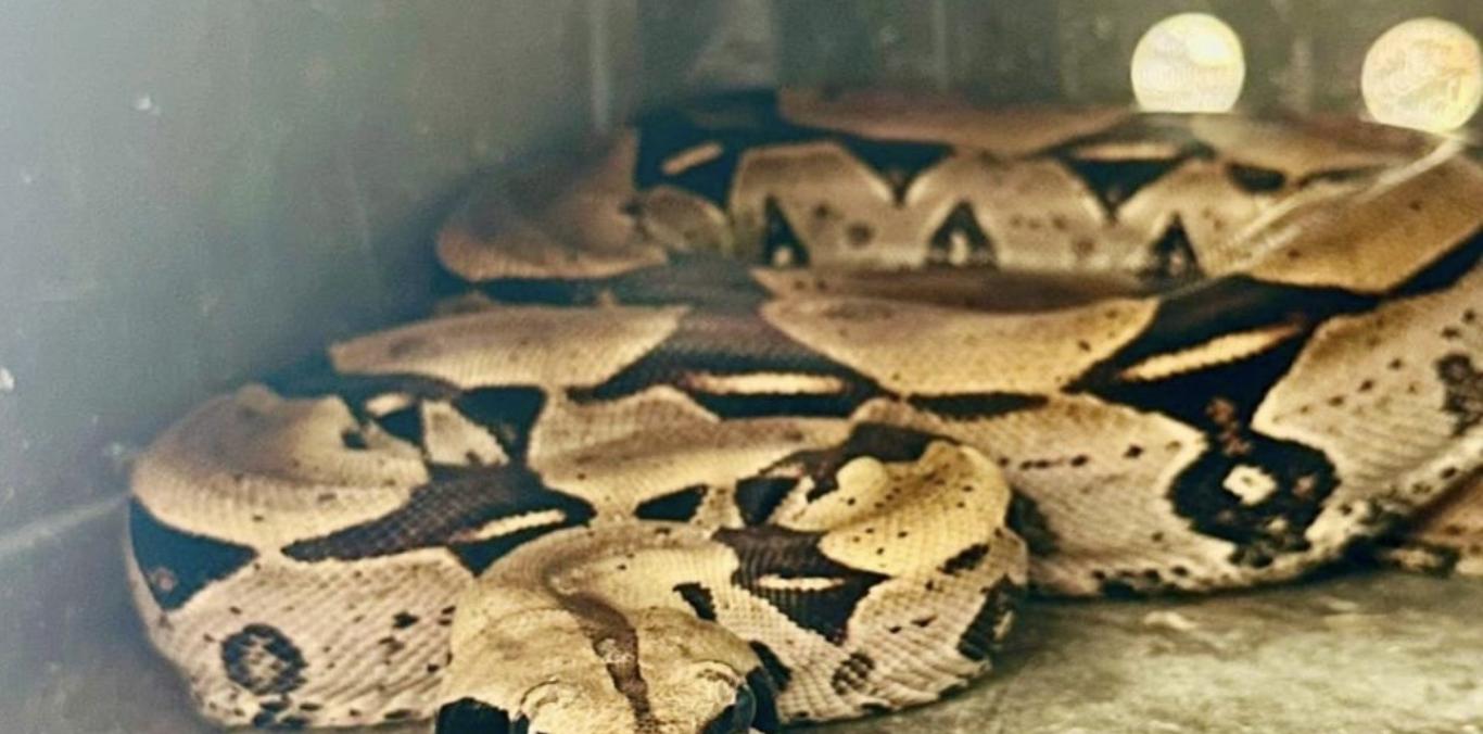 JOVEN EXHIBÍA A UNA BOA EN SUS REDES SOCIALES. LA CVC  RESCATÓ AL ANIMAL