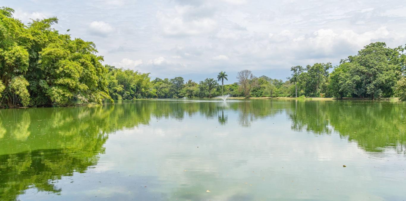 HUMEDAL BOSQUELAGO RECUPERA SU BIODIVERSIDAD, TRAS PROCESO DE RESTAURACIÓN AMBIENTAL