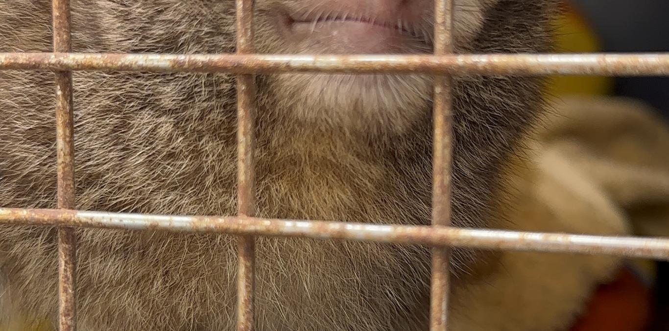UNA DENUNCIA CIUDADANA DESTAPÓ TENENCIA ILEGAL DE DOS ANIMALES SILVESTRES EN UNA VIVIENDA DE BUGA