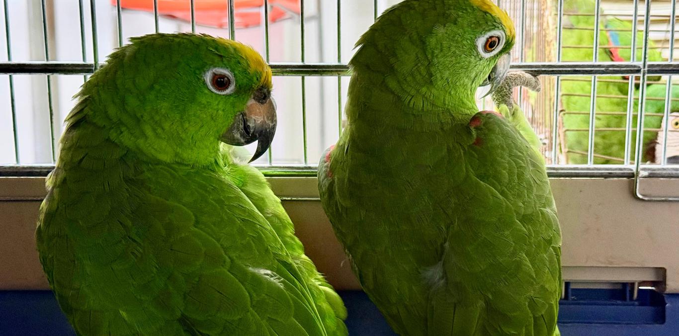 CINCO AVES SILVESTRES INICIAN SU CAMINO DE REGRESO A LA LIBERTAD