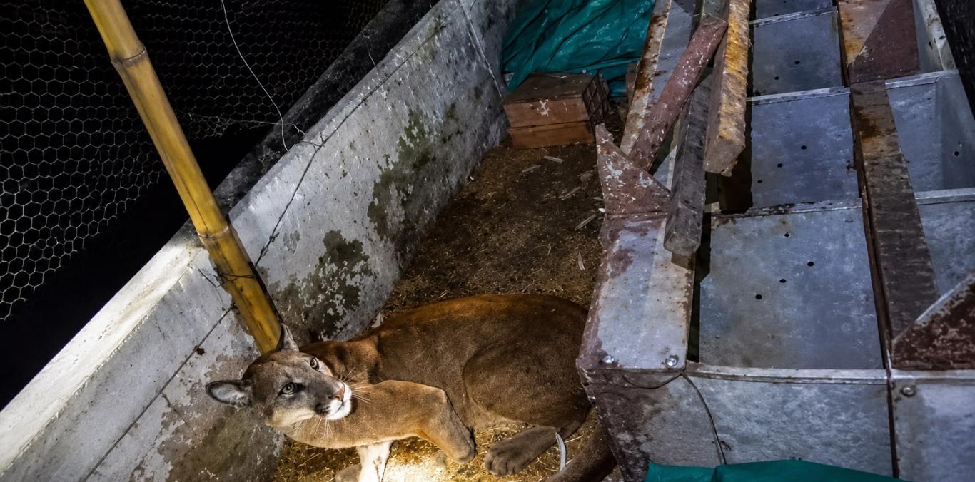 HALLAN PUMA EN AVÍCOLA DE PALMIRA Y TRABAJADORES LO AHUYENTAN SIN HACERLE DAÑO