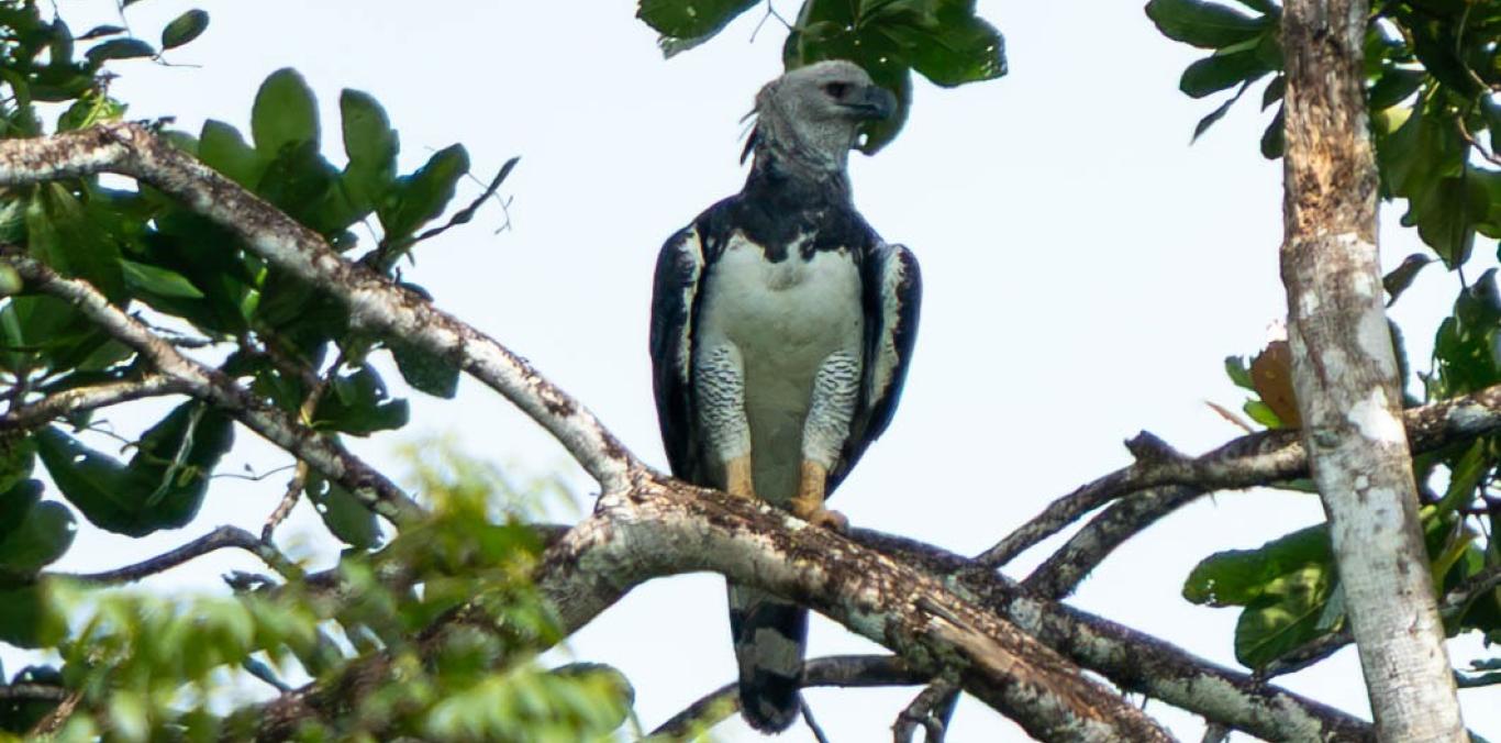 REGISTRAN POR PRIMERA VEZ UN ÁGUILA ARPÍA EN EL VALLE DEL CAUCA