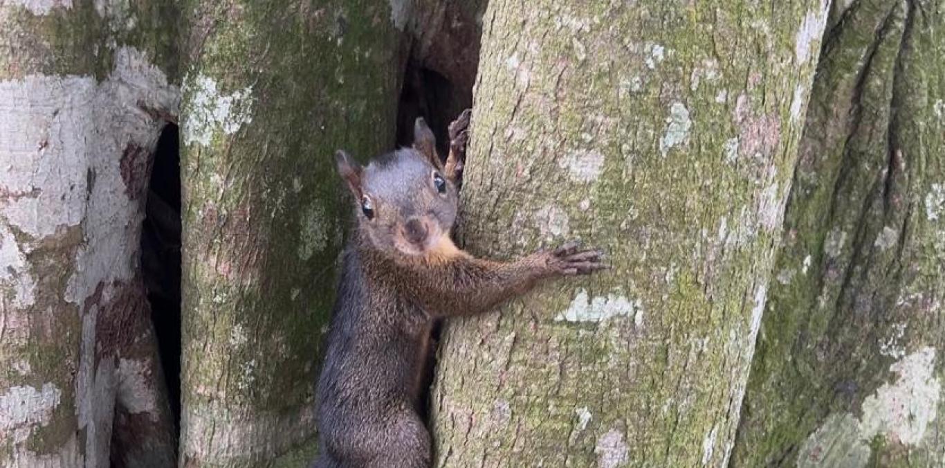 DE LA REHABILITACIÓN A LA LIBERTAD:  SIETE ANIMALES REGRESARON A SU HÁBITAT EN CARTAGO
