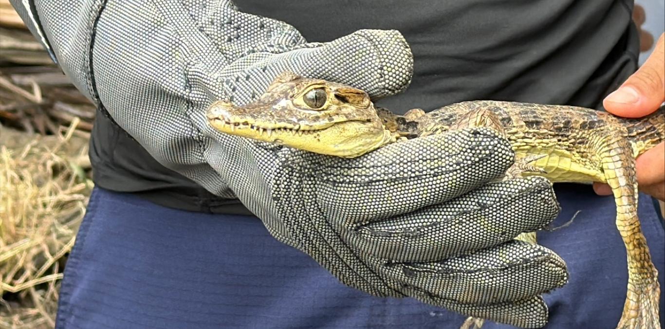 25 ANIMALES SILVESTRES REGRESARON A SU HÁBITAT EN ZONA RURAL DE BUENAVENTURA