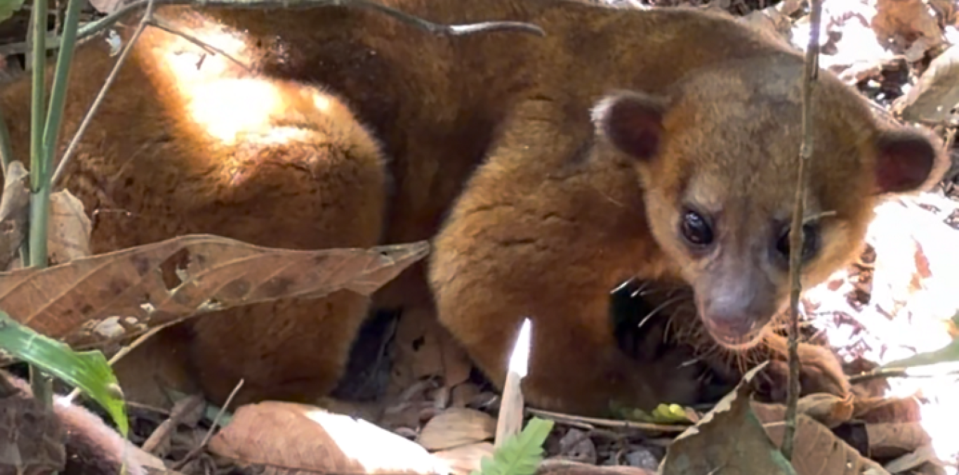 DESPUÉS DE AÑOS DE REHABILITACIÓN, FAUNA SILVESTRE VOLVIÓ A SU HÁBITAT
