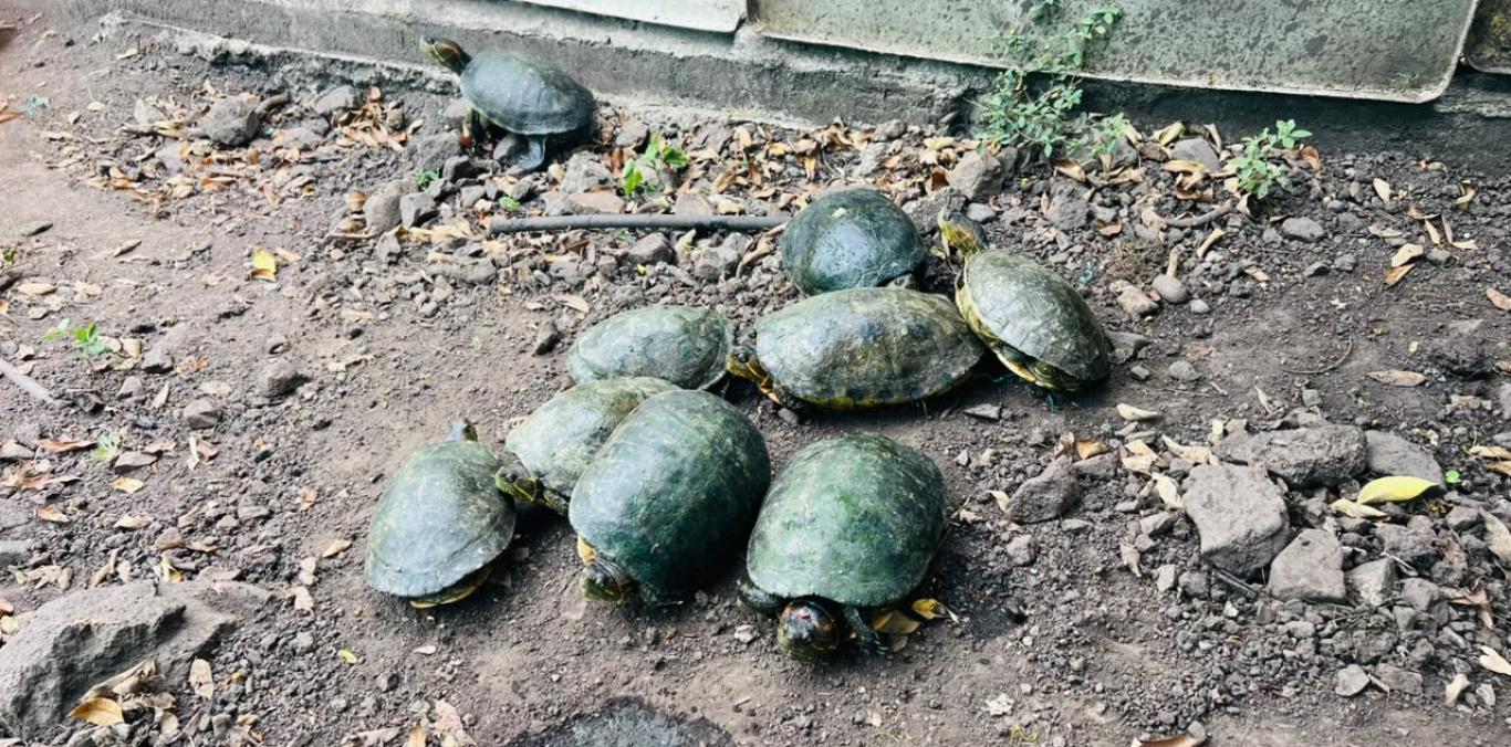 CVC RESCATÓ A 37 TORTUGAS EN ZONA RURAL DE CARTAGO