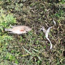 ALERTA POR MORTANDAD DE PECES Y RANAS EN HUMEDAL DEL POBLADO CAMPESTRE EN CANDELARIA