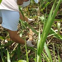 TORTUGAS Y BOAS AMAZÓNICAS FUERON LLEVADAS DE NUEVO A SU HOGAR 