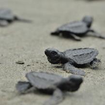 LIBERACIÓN DE NEONATOS DE TORTUGAS MARINAS Y MONITOREO DE BALLENAS EN EL PACÍFICO VALLECAUCANO