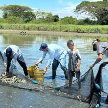 LA CVC Y LA COMUNIDAD DE EL SALTO UNEN ESFUERZOS PARA EL TRASLADO DE PECES