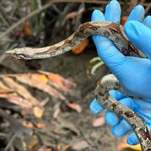 SE LIBERARON SIETE BOAS Y CUATRO TORTUGAS EN EL PACÍFICO VALLECAUCANO