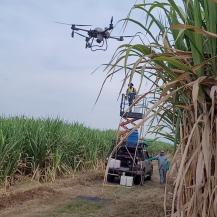 INGENIOS AZUCAREROS USARÁN DRONES PARA MEJORAR LA PRECISIÓN EN LA ASPERSIÓN DE MADURANTES SOBRE CULTIVOS DE CAÑA