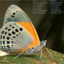 LANZAN LA GUÍA DE MARIPOSAS MÁS COMPLETA DEL PLANETA