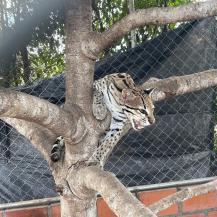 RESCATAN OCELOTE QUE ERA MANTENIDO EN LAMENTABLES CONDICIONES 