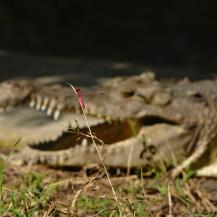 DESTINO DE LA CAIMÁN “ÑATA”, SERÁ UNA ESTACIÓN DE BIOLOGÍA TROPICAL EN EL META 