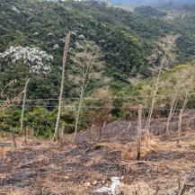 4.3 HECTÁREAS SE VIERON AFECTADAS POR INCENDIO EN CALIMA EL DARIÉN