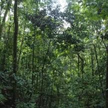 CVC VIGILA LOS BOSQUES DESDE EL CIELO, AHORA CON UN ALCANCE DEL 95%