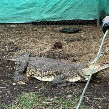 LA ÑATA, EL CAIMÁN RESCATADO DURANTE LA COP16 EN PALMIRA, SE PREPARA PARA SU REUBICACIÓN