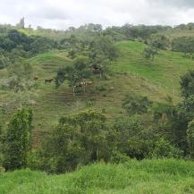 GANADEROS DEL MUNICIPIO DE DAGUA PODRÁN OBTENER MATERIAL FORESTAL DE LA CVC